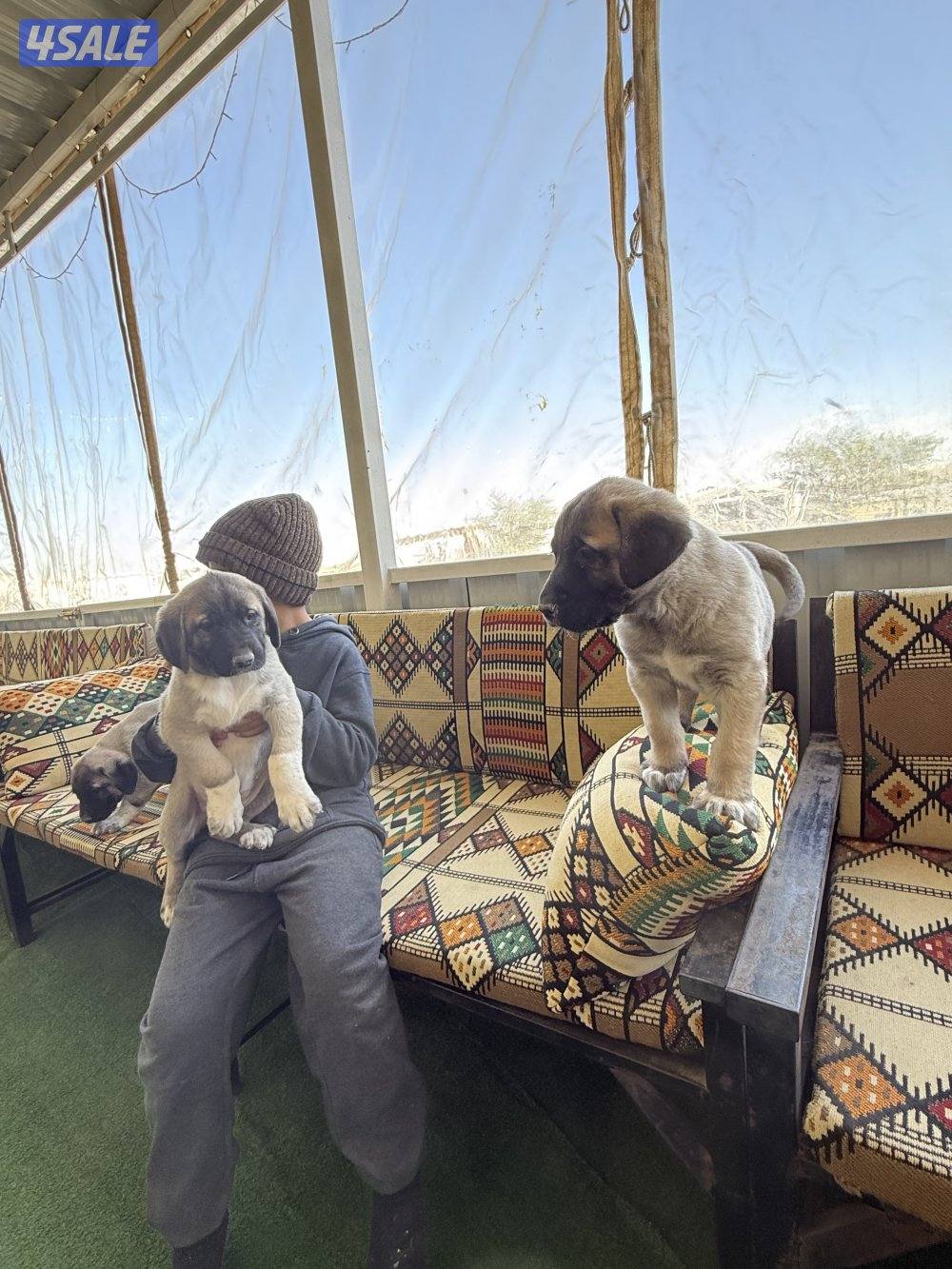 للبيع جراوه كنكال التركي لحراسه الحلال والعزب10