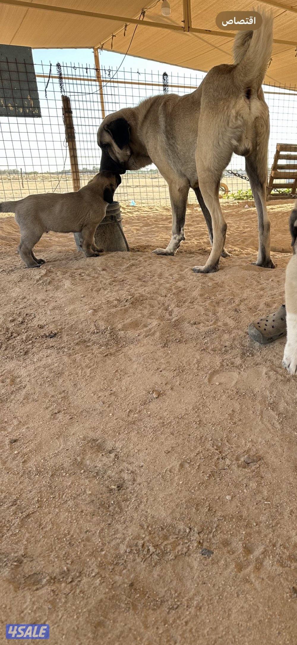 للبيع جراوه كنكال التركي لحراسه الحلال والعزب11