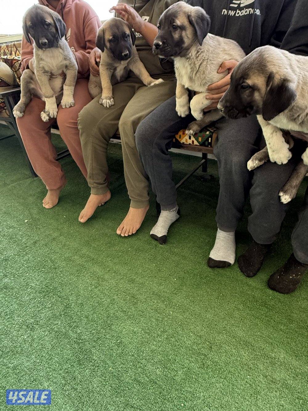 للبيع جراوه كنكال التركي لحراسه الحلال والعزب13