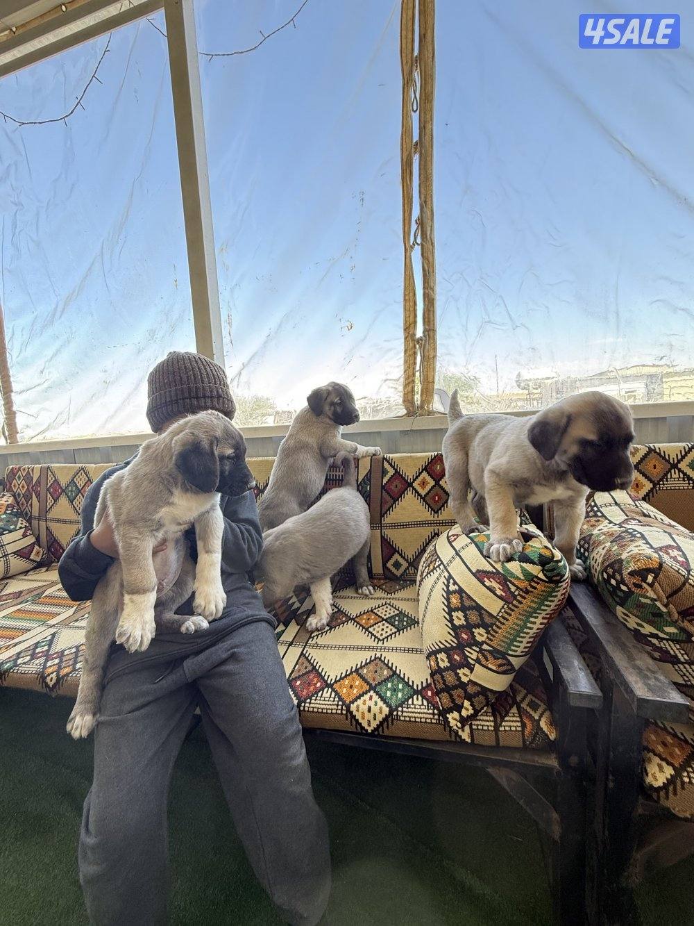 للبيع جراوه كنكال التركي لحراسه الحلال والعزب1