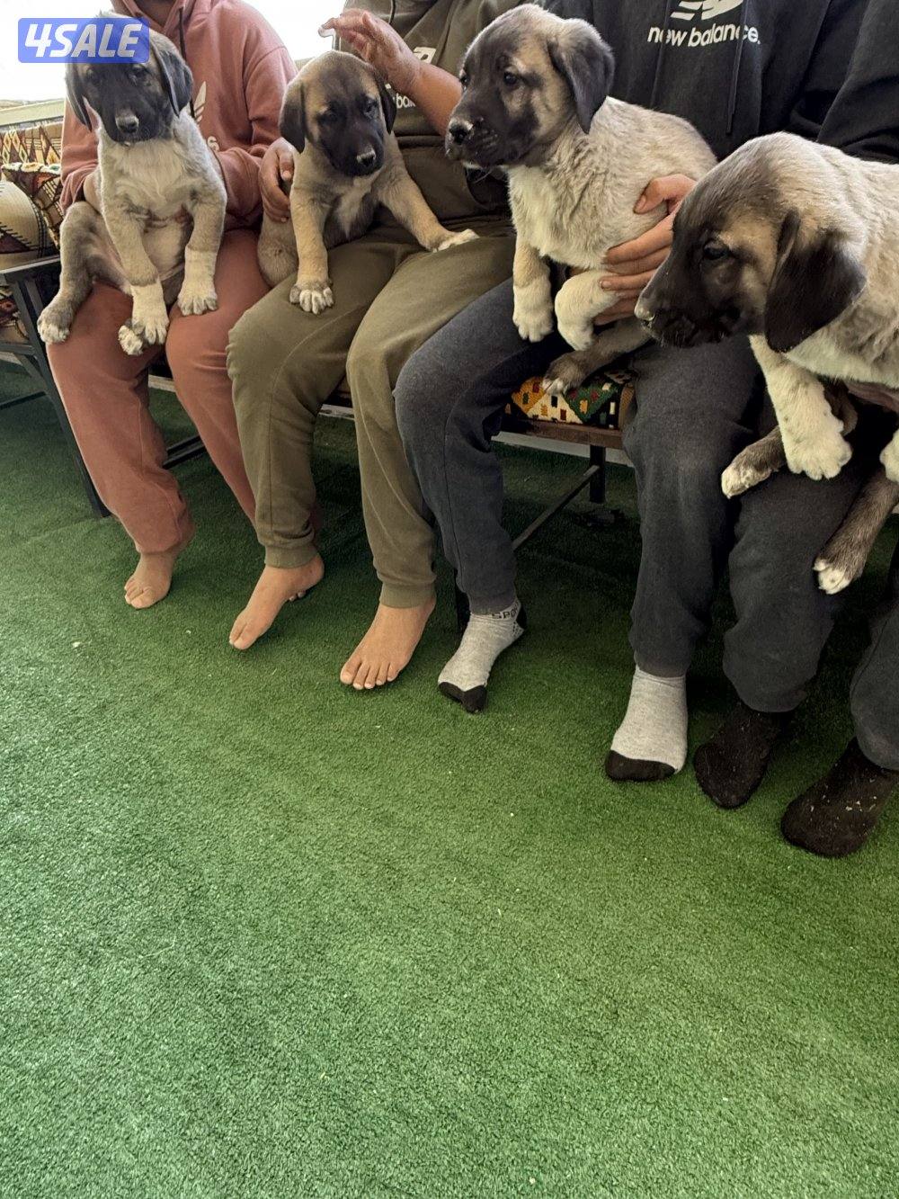 للبيع جراوه كنكال التركي لحراسه الحلال والعزب4