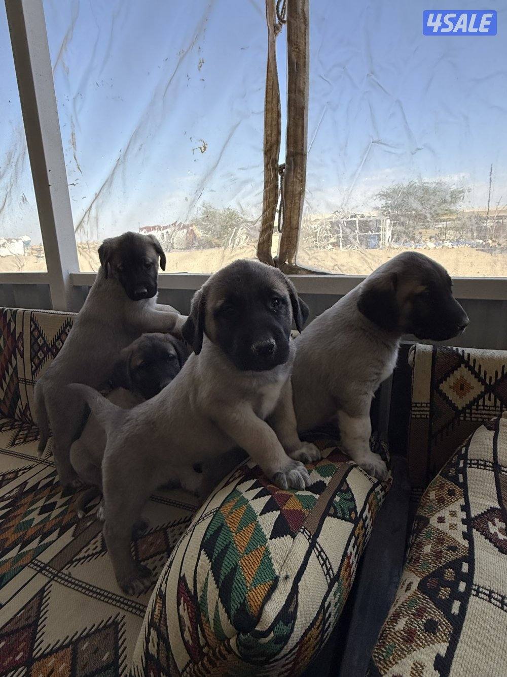 للبيع جراوه كنكال التركي لحراسه الحلال والعزب5