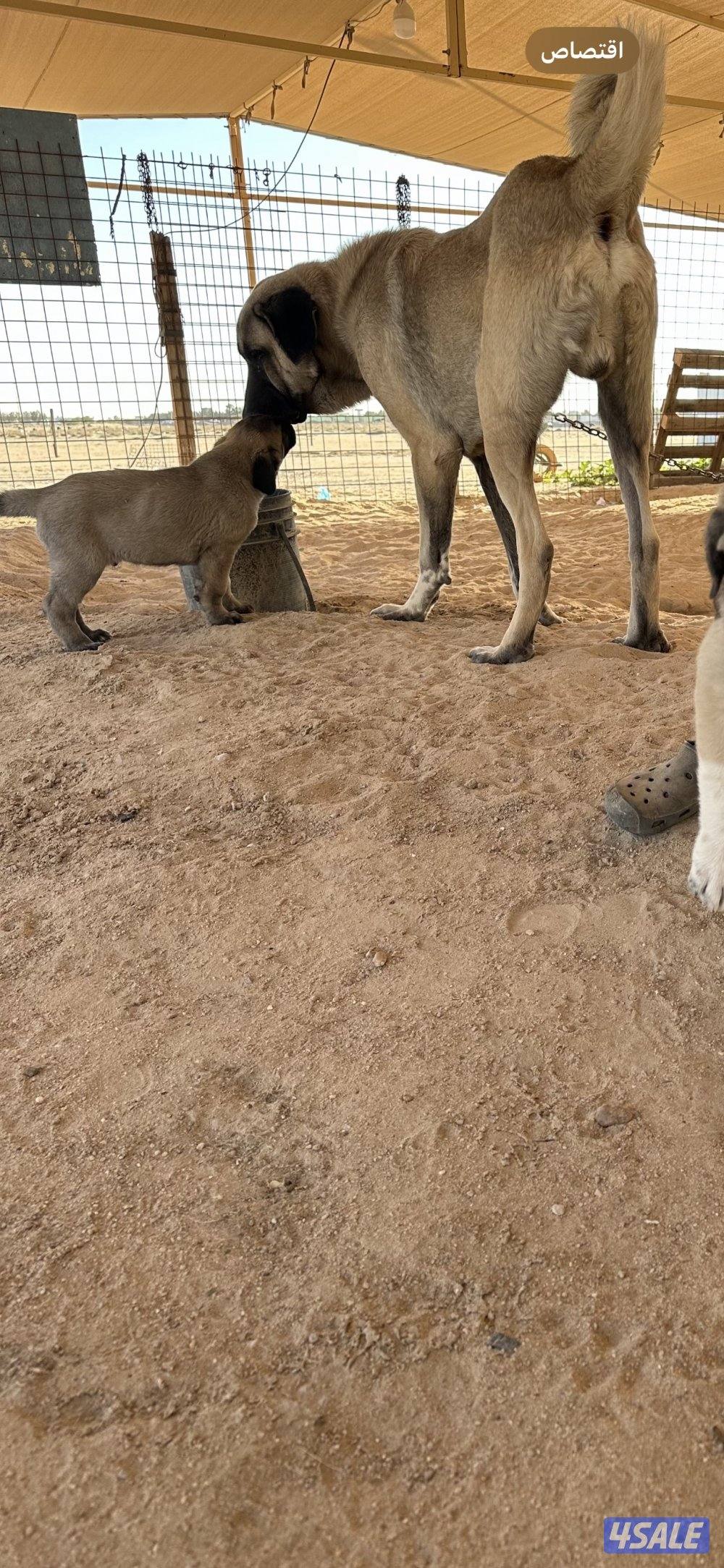 للبيع جراوه كنكال التركي لحراسه الحلال والعزب6
