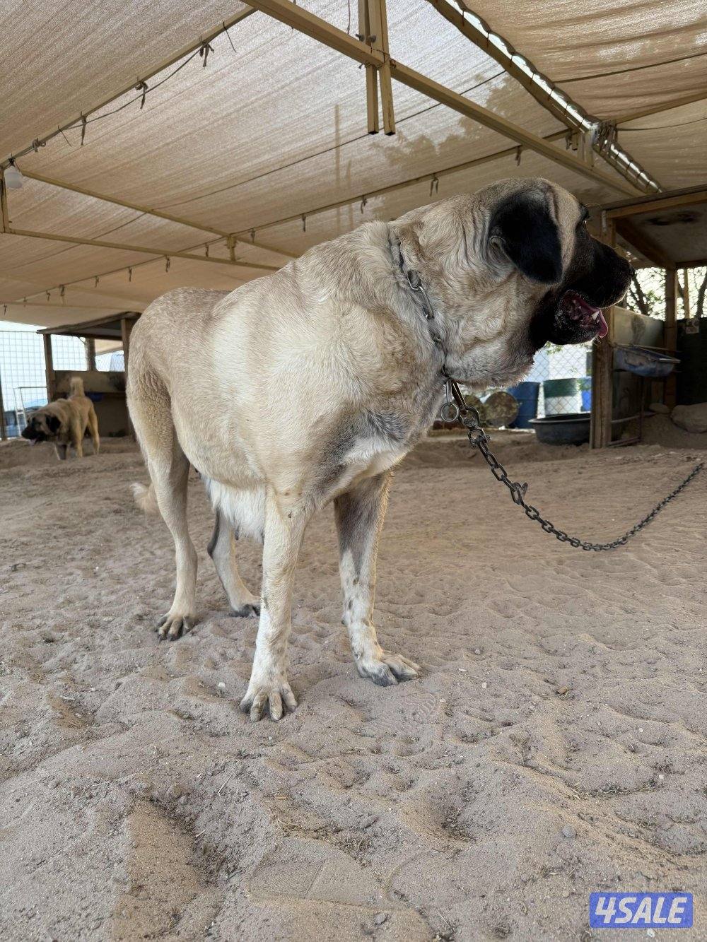 للبيع جراوه كنكال التركي لحراسه الحلال والعزب7