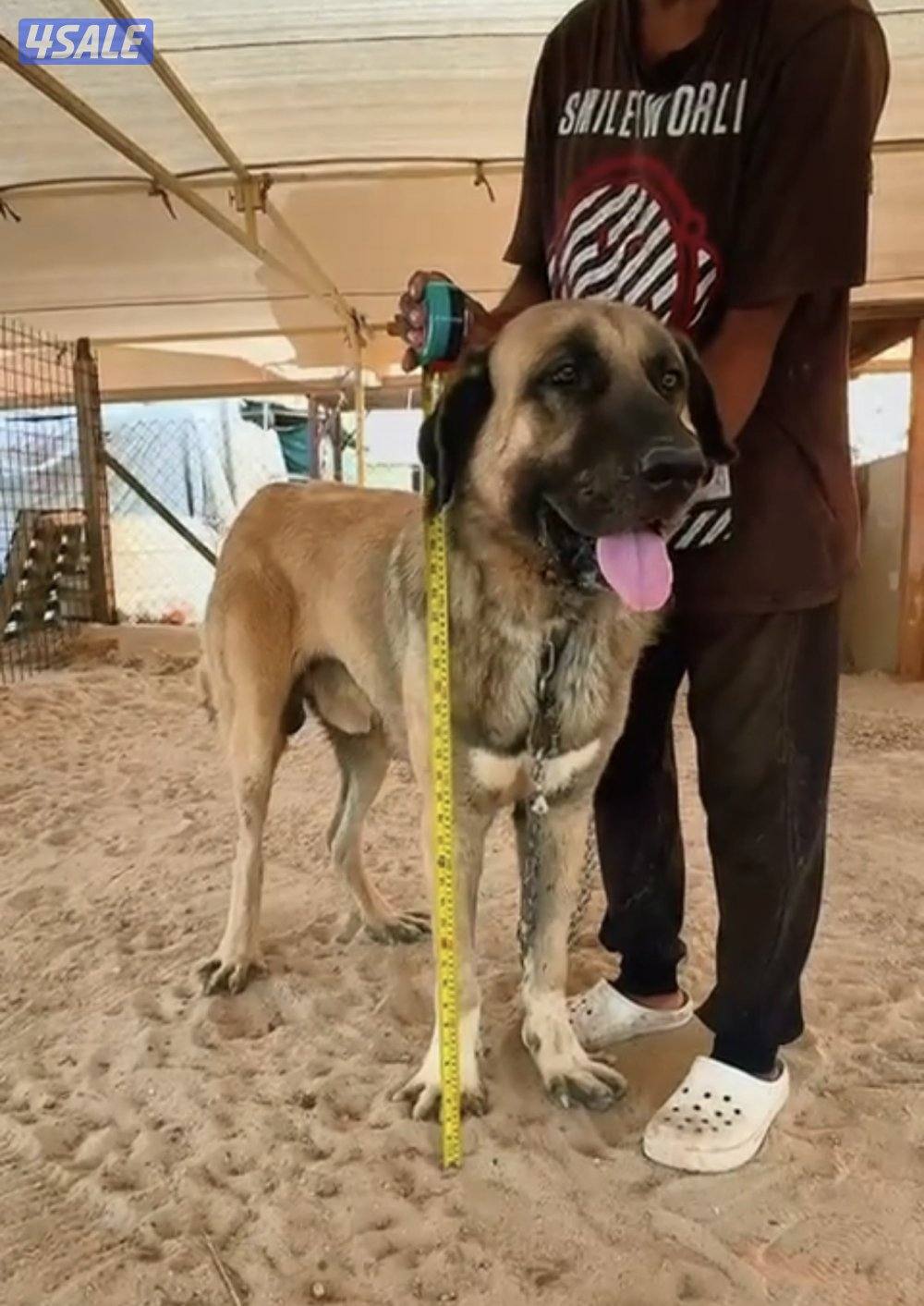 للبيع جراوه كنكال التركي لحراسه الحلال والعزب8