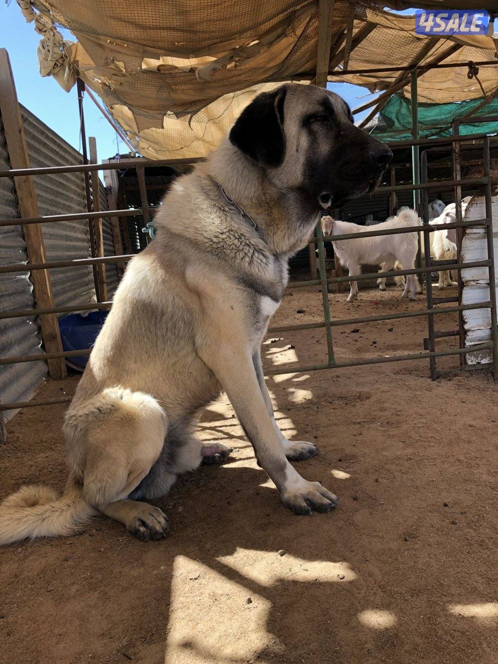 للبيع جراوه كنكال التركي لحراسه الحلال والعزب9