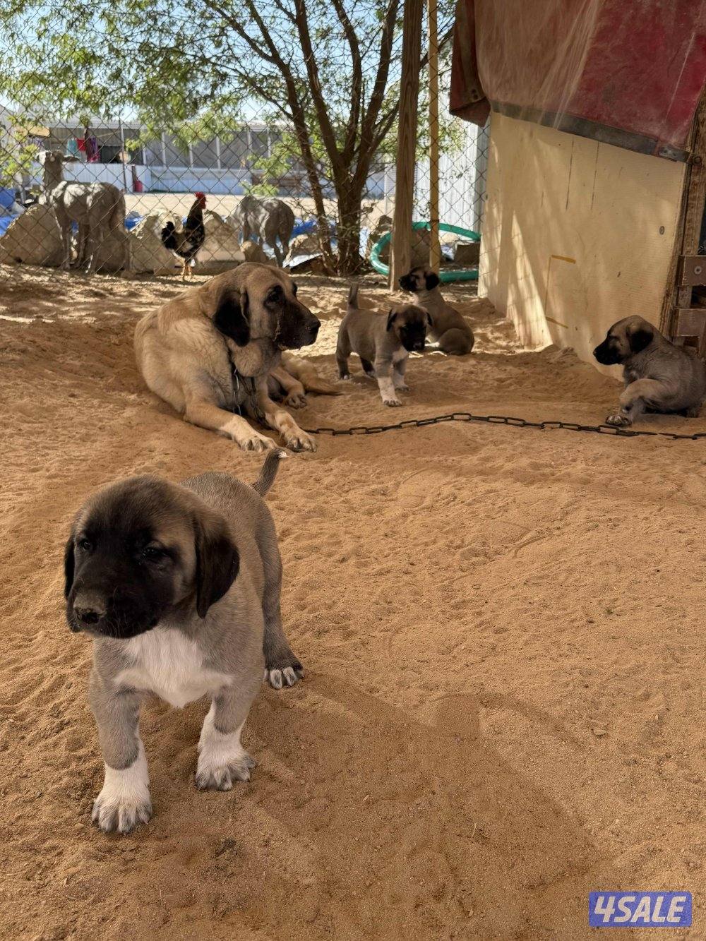 للبيع جراوه كنكال التركي لحراسه الحلال والعزب10