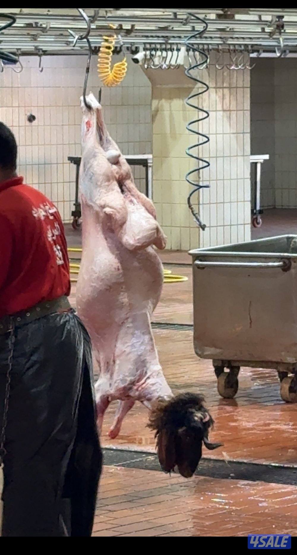 ذبايح شامل توصيل و ذبح0