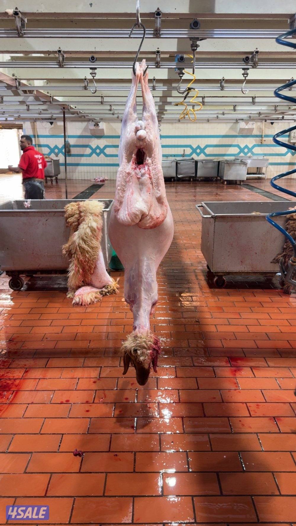 ذبايح شامل توصيل و ذبح1