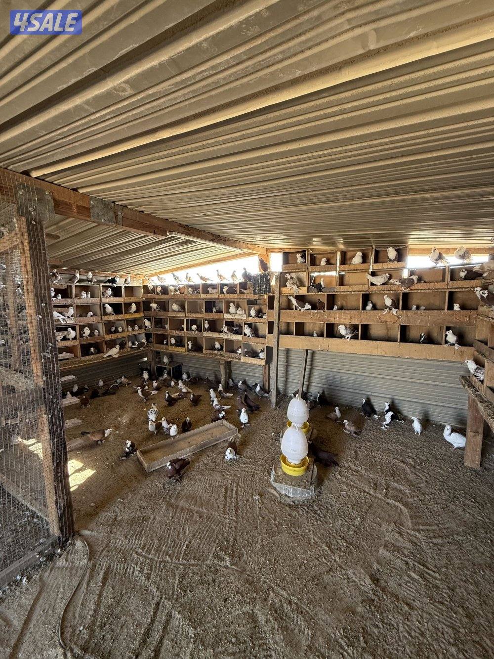 البيع حمام بغدادي جبره فيه تحته بيض 🥚 وفروخ جمله0