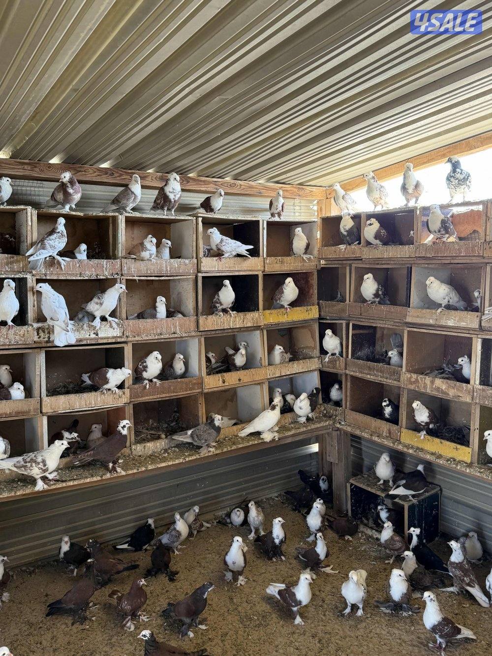 البيع حمام بغدادي جبره فيه تحته بيض 🥚 وفروخ جمله1