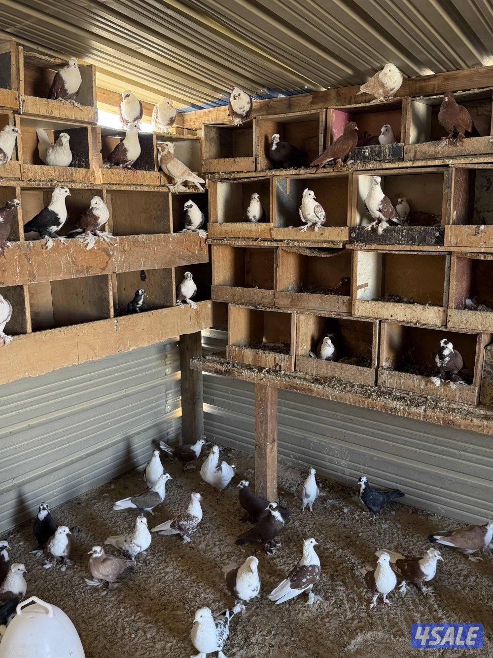 البيع حمام بغدادي جبره فيه تحته بيض 🥚 وفروخ جمله2