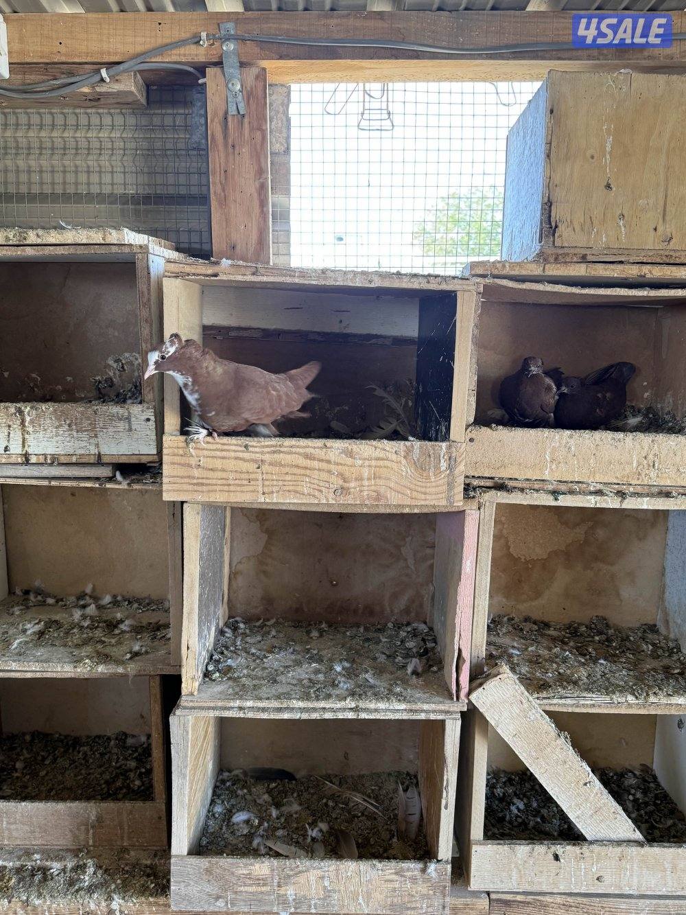 البيع حمام بغدادي جبره فيه تحته بيض 🥚 وفروخ جمله3