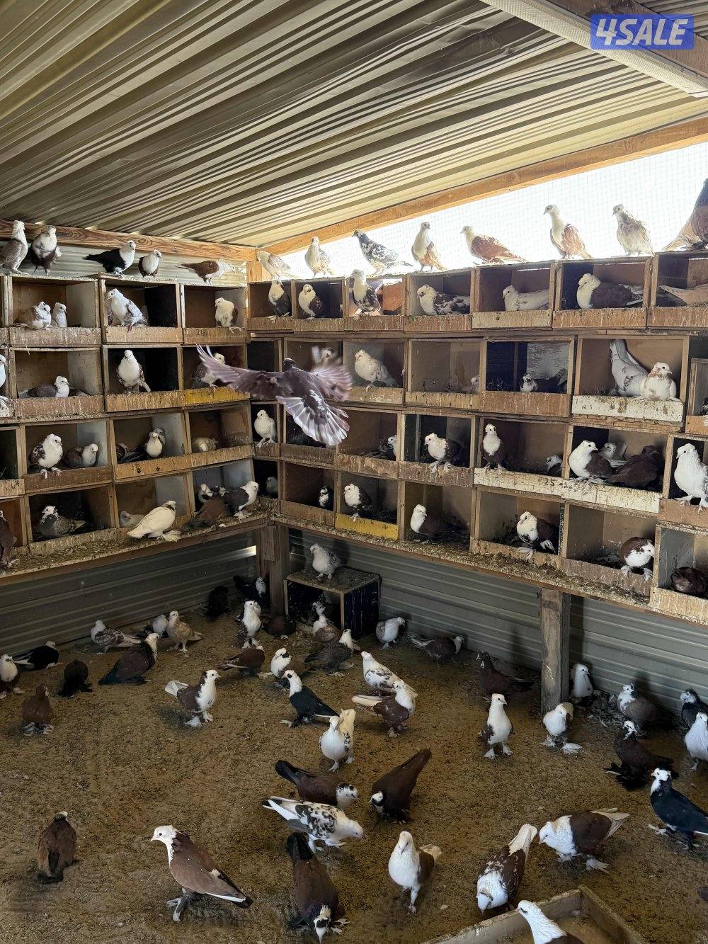 البيع حمام بغدادي جبره فيه تحته بيض 🥚 وفروخ جمله4