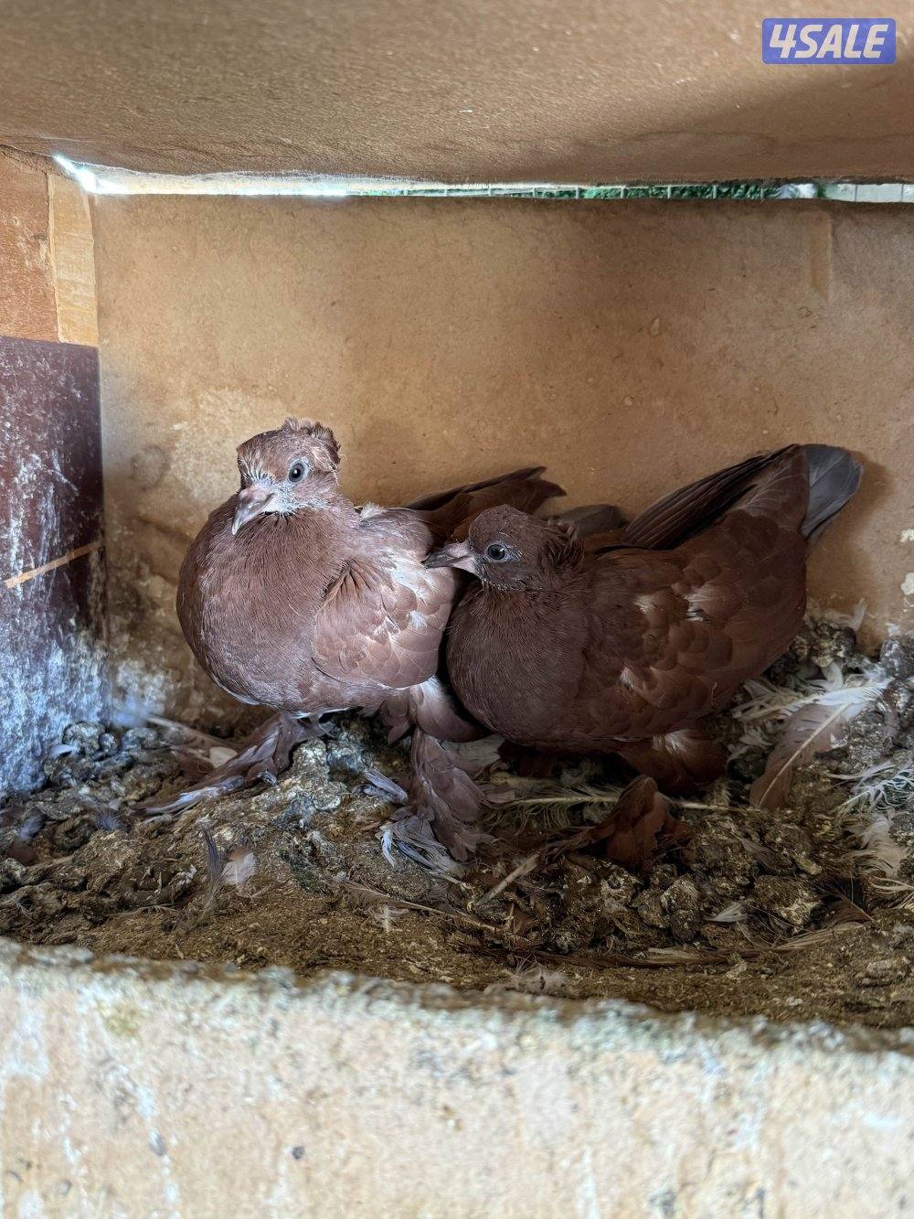 البيع حمام بغدادي جبره فيه تحته بيض 🥚 وفروخ جمله5