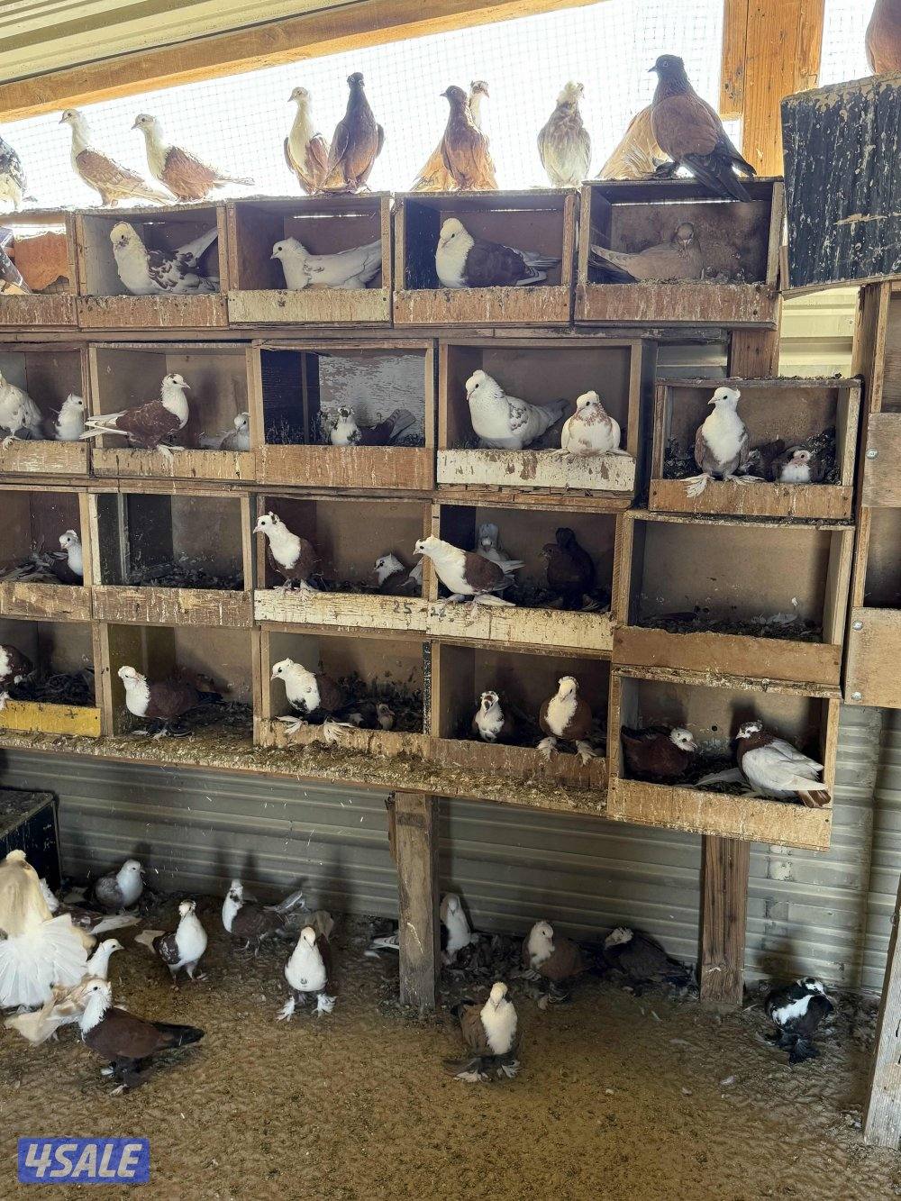 البيع حمام بغدادي جبره فيه تحته بيض 🥚 وفروخ جمله6