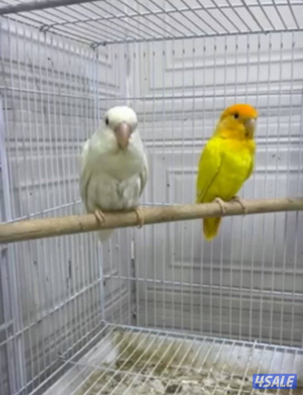 زوج لوف بيرد منتجين تحته 2 فرخين هذا ثاني بطن لهم1