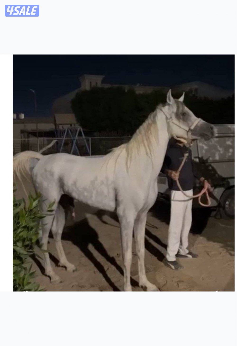 للبيع حصان مصري1