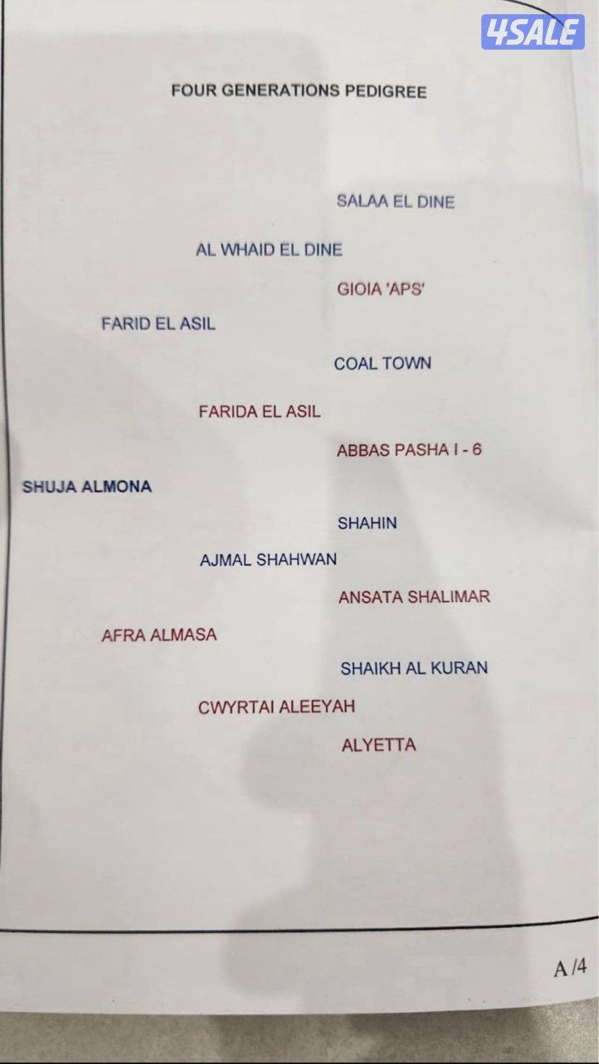 للبيع حصان مصري2