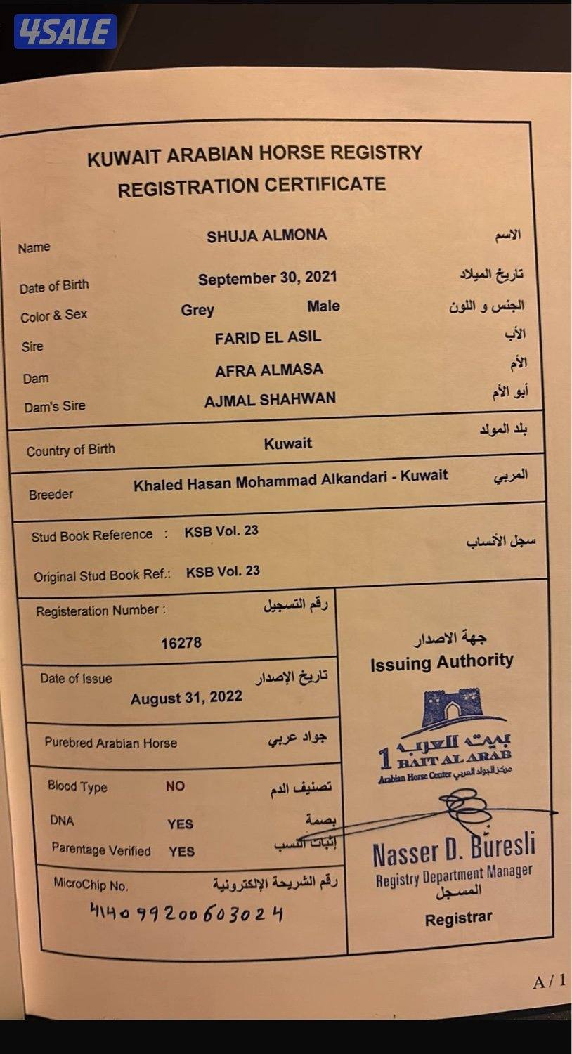 للبيع حصان مصري3