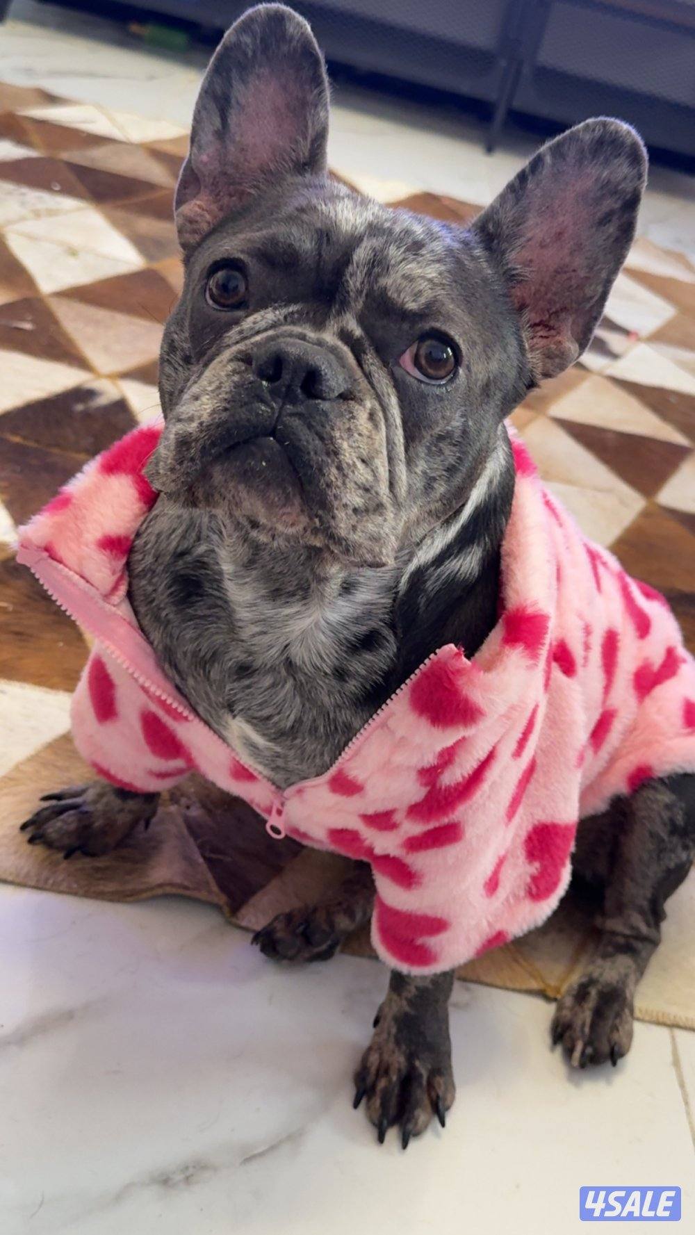 للبيع فرنش بولدوق0