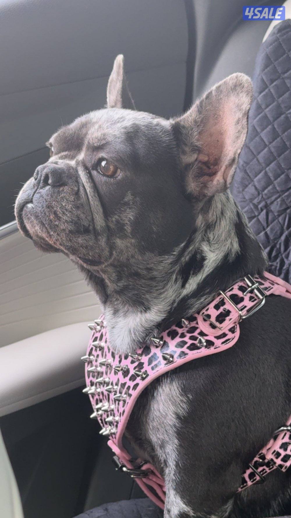 للبيع فرنش بولدوق1