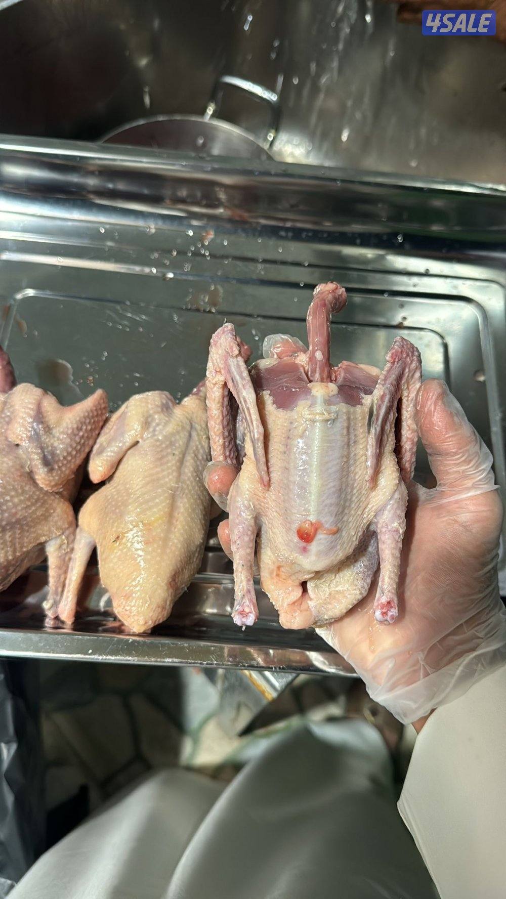 فروخ حمام للاكل0