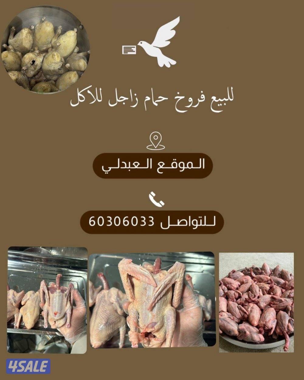 فروخ حمام للاكل1