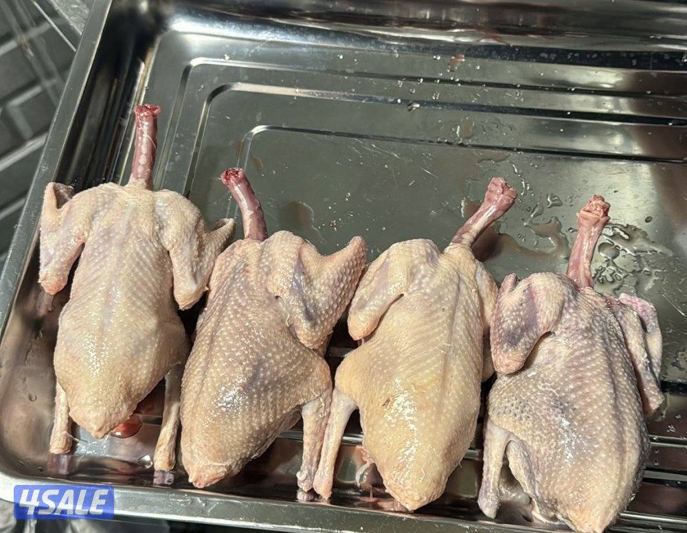 فروخ حمام للاكل2