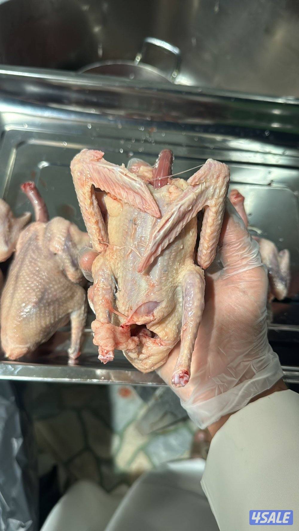 فروخ حمام للاكل3