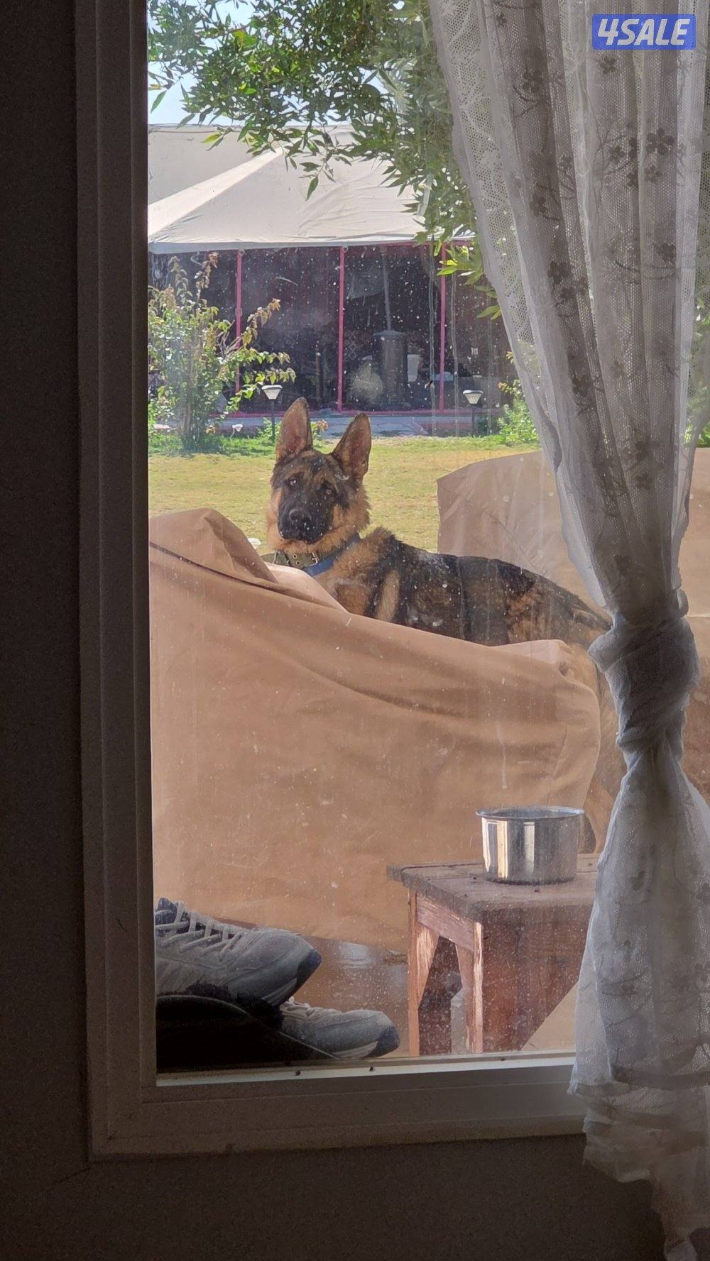 بيعه سريعه جيرمن ذكر بصحه جيده1