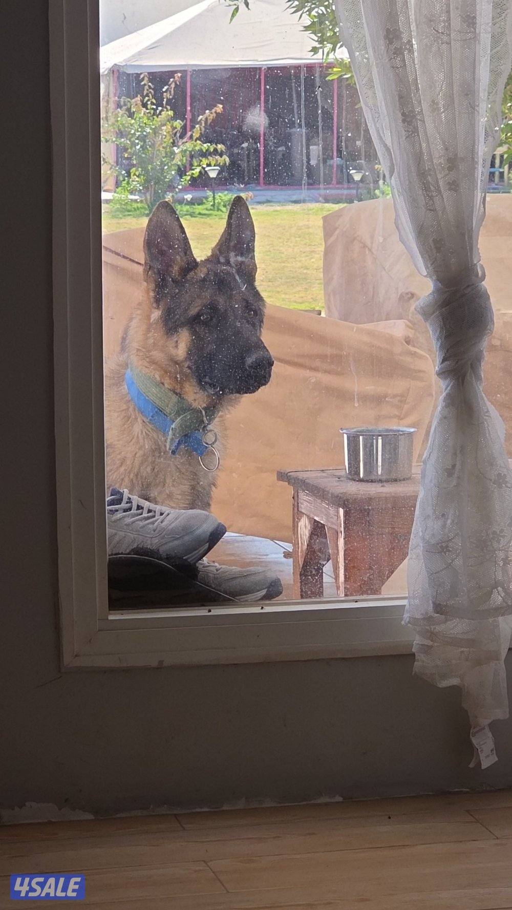 بيعه سريعه جيرمن ذكر بصحه جيده2