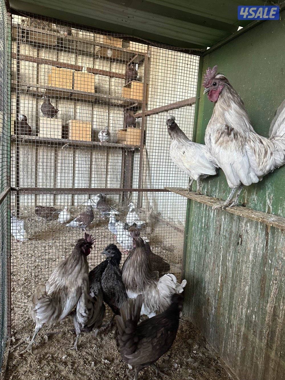 دجاج عربي قديم الوفره3