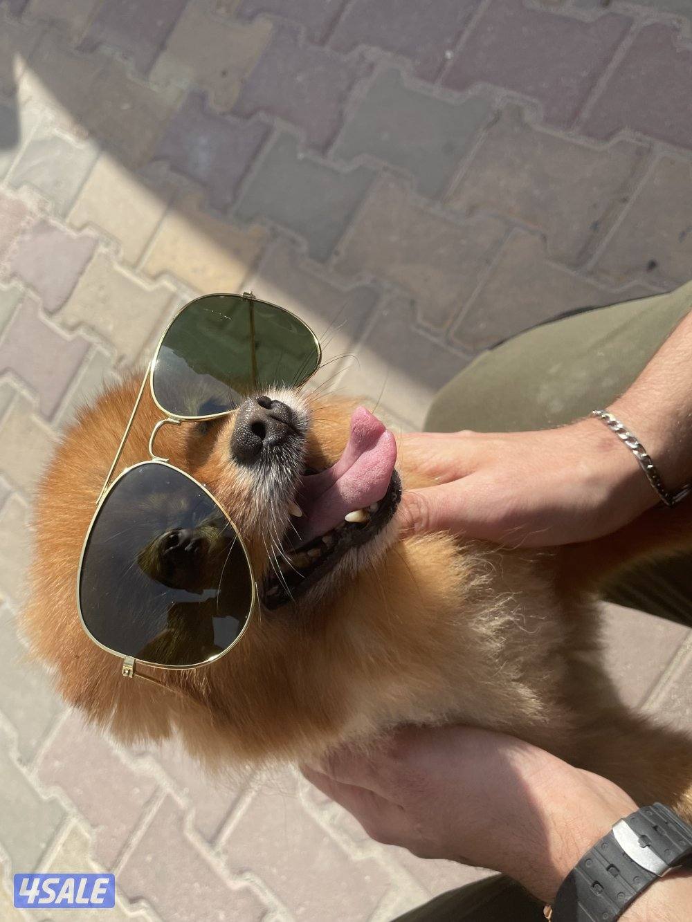 للبيع بوميرينيان1