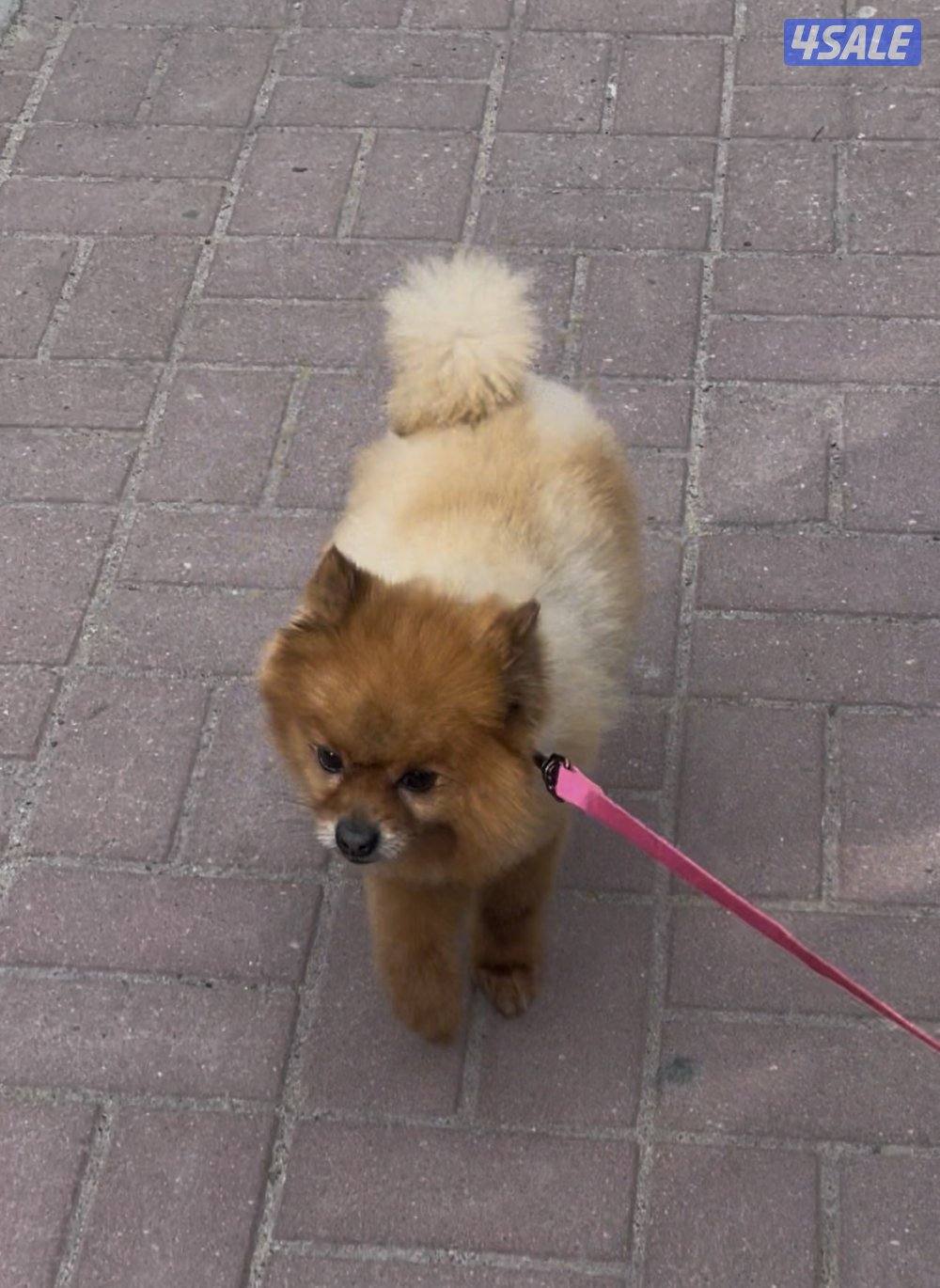 للبيع بوميرينيان0