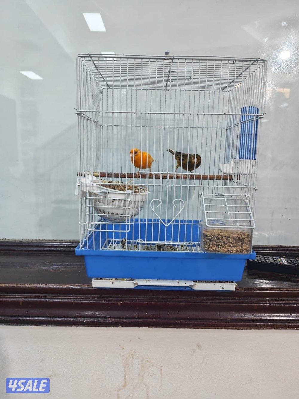 للبيع  كناري  ايران وسوري شرط التغريد    ويوجد زوج  تحتهم بيض2