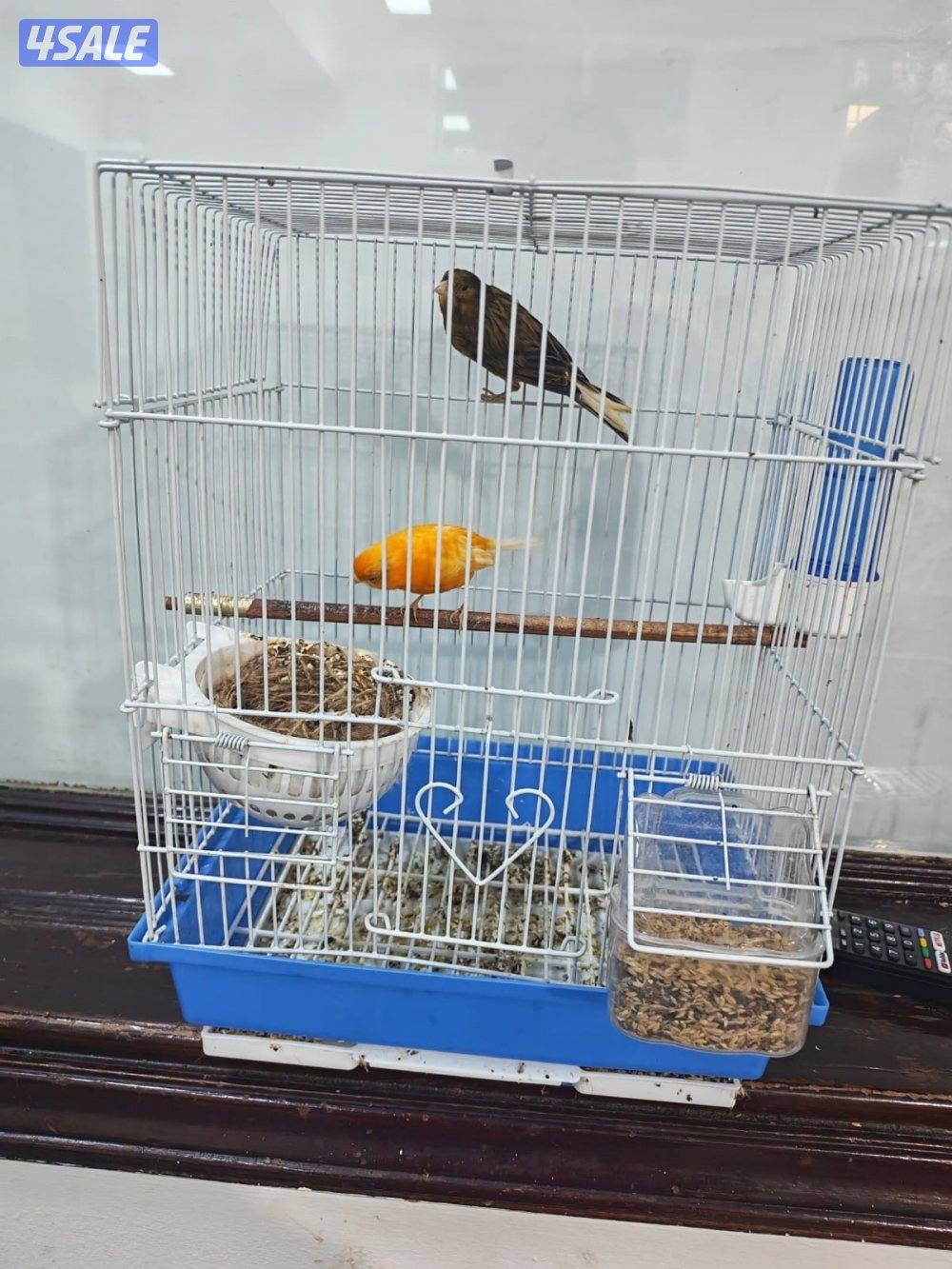 للبيع  كناري  ايران وسوري شرط التغريد    ويوجد زوج  تحتهم بيض1