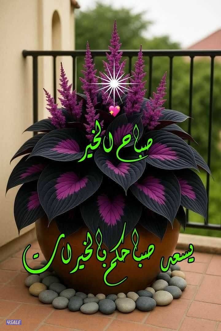 دكتور بحاجه للعمل في الكويت0