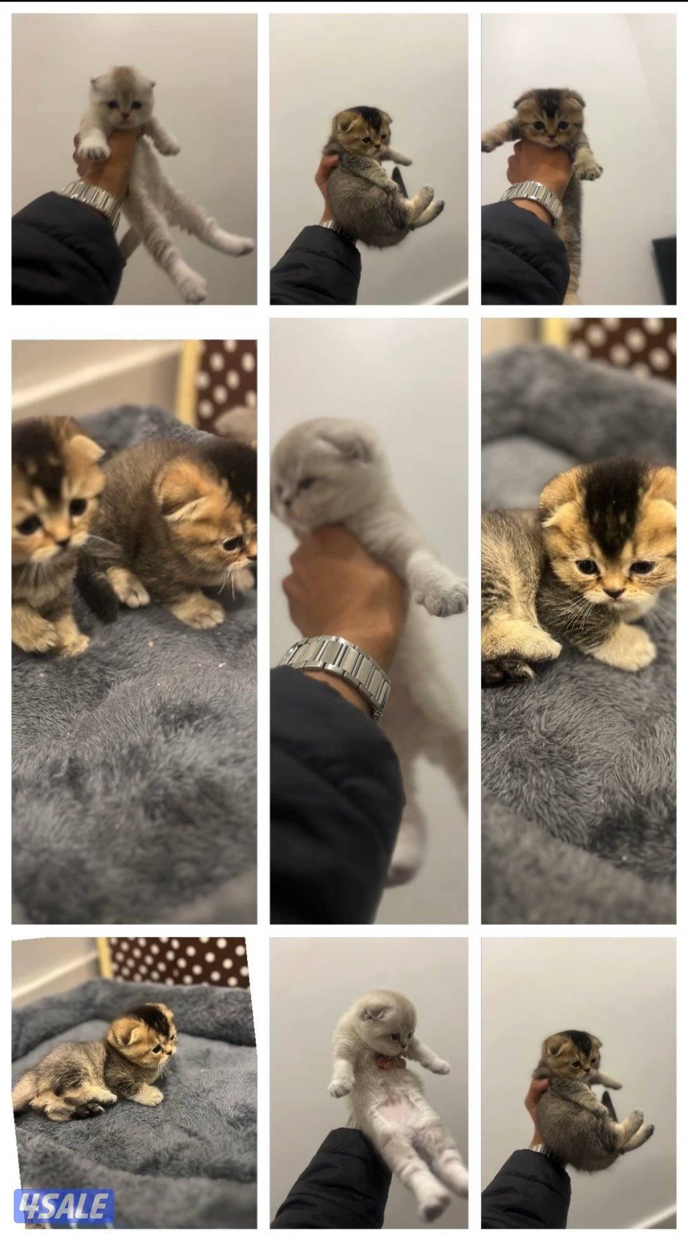 للبيع كتنز سكوتش فولد0