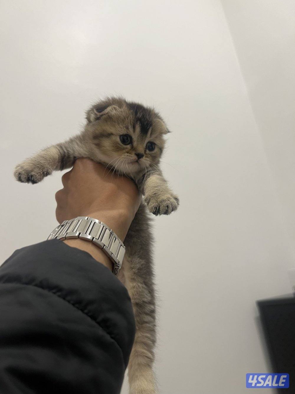 للبيع كتنز سكوتش فولد2