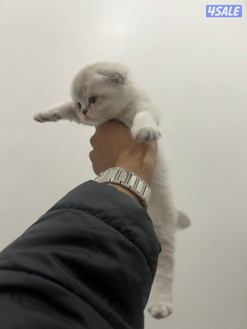 للبيع كتنز سكوتش فولد3