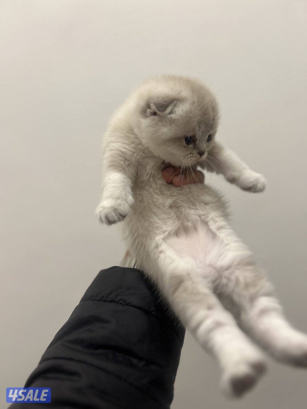 للبيع كتنز سكوتش فولد4