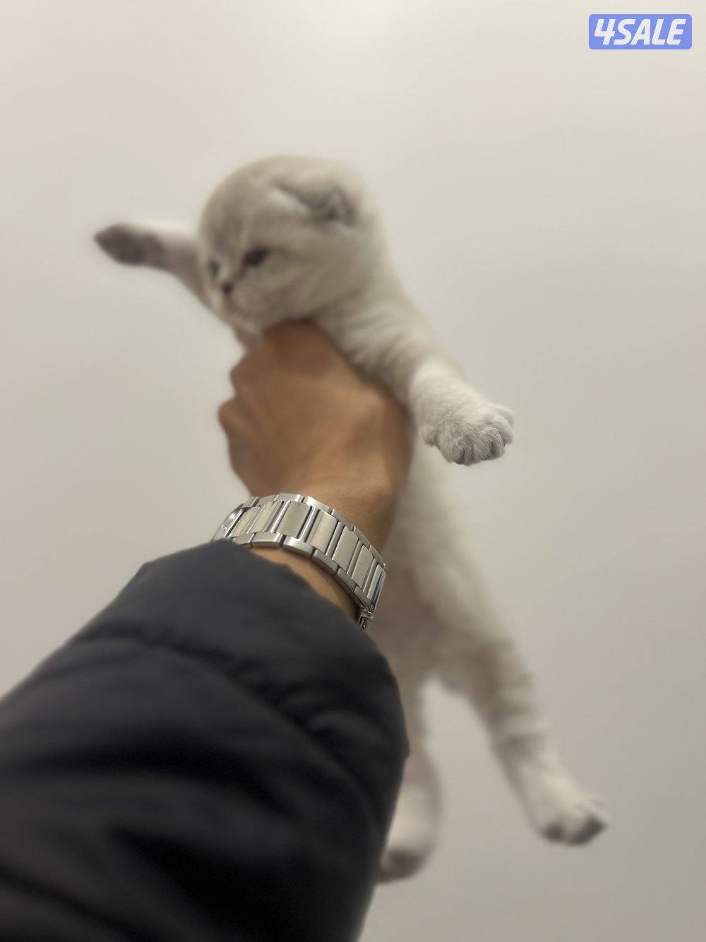 للبيع كتنز سكوتش فولد5