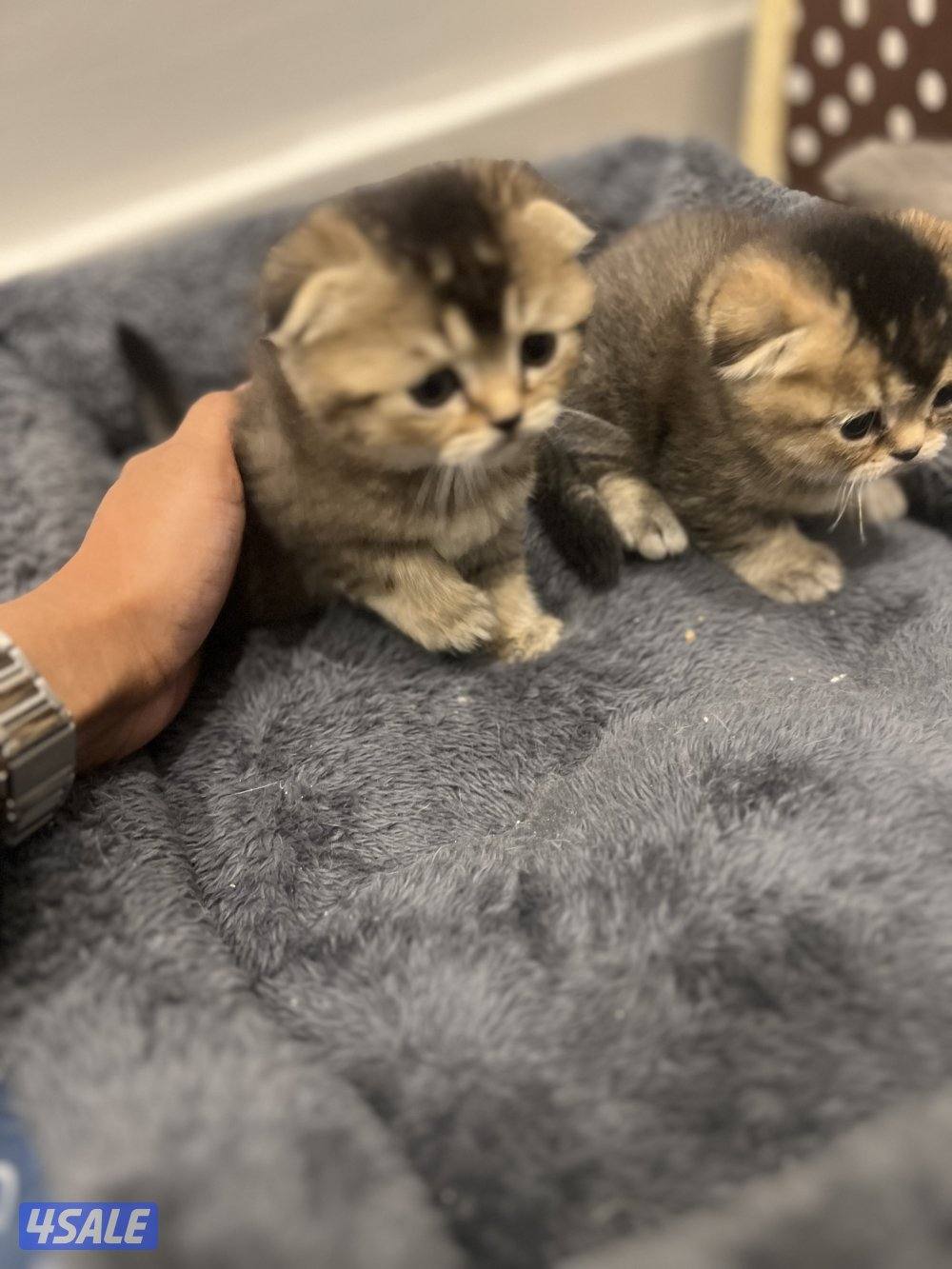 للبيع كتنز سكوتش فولد6