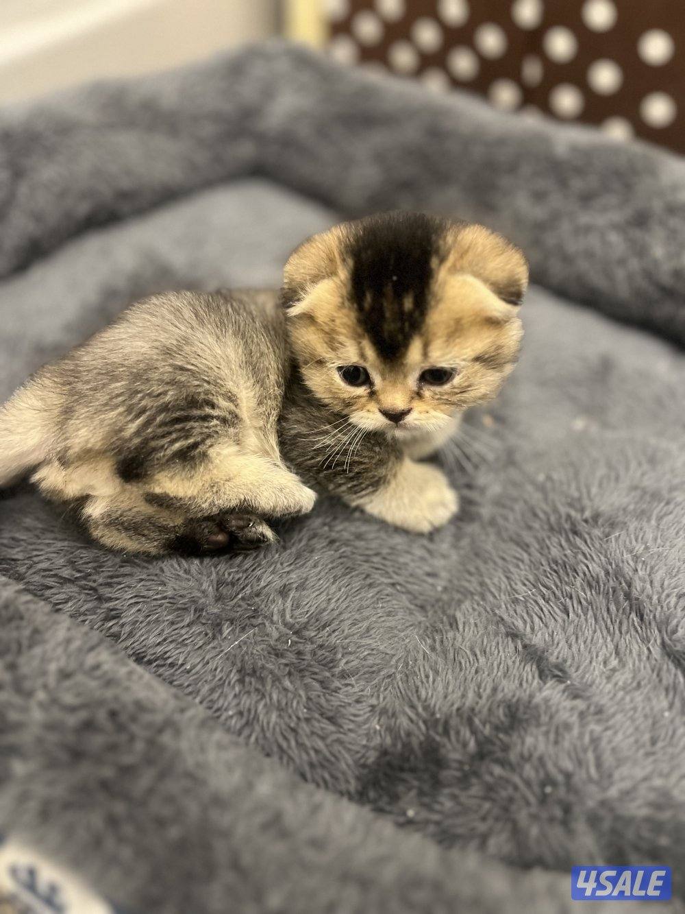 للبيع كتنز سكوتش فولد7