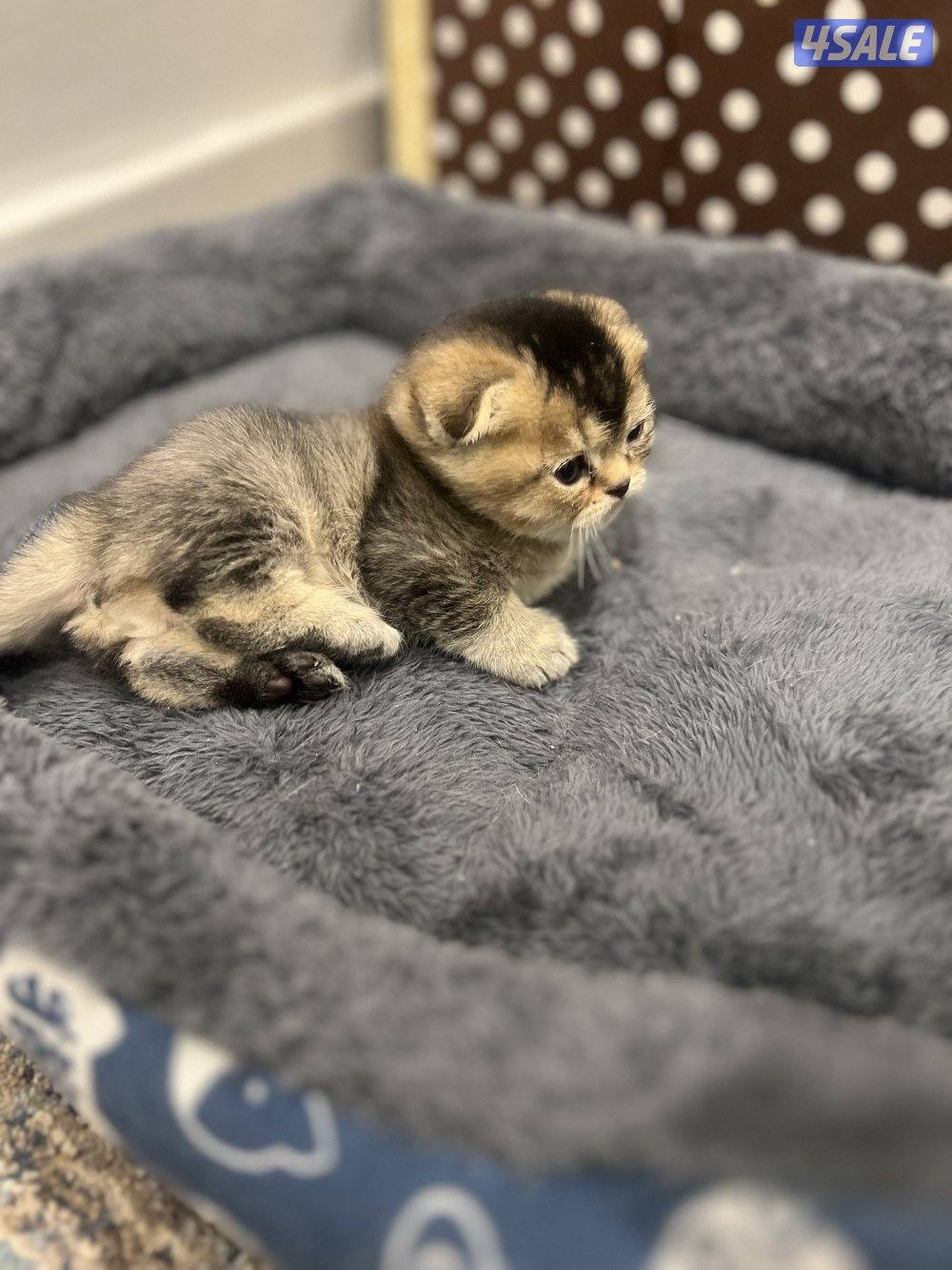 للبيع كتنز سكوتش فولد8