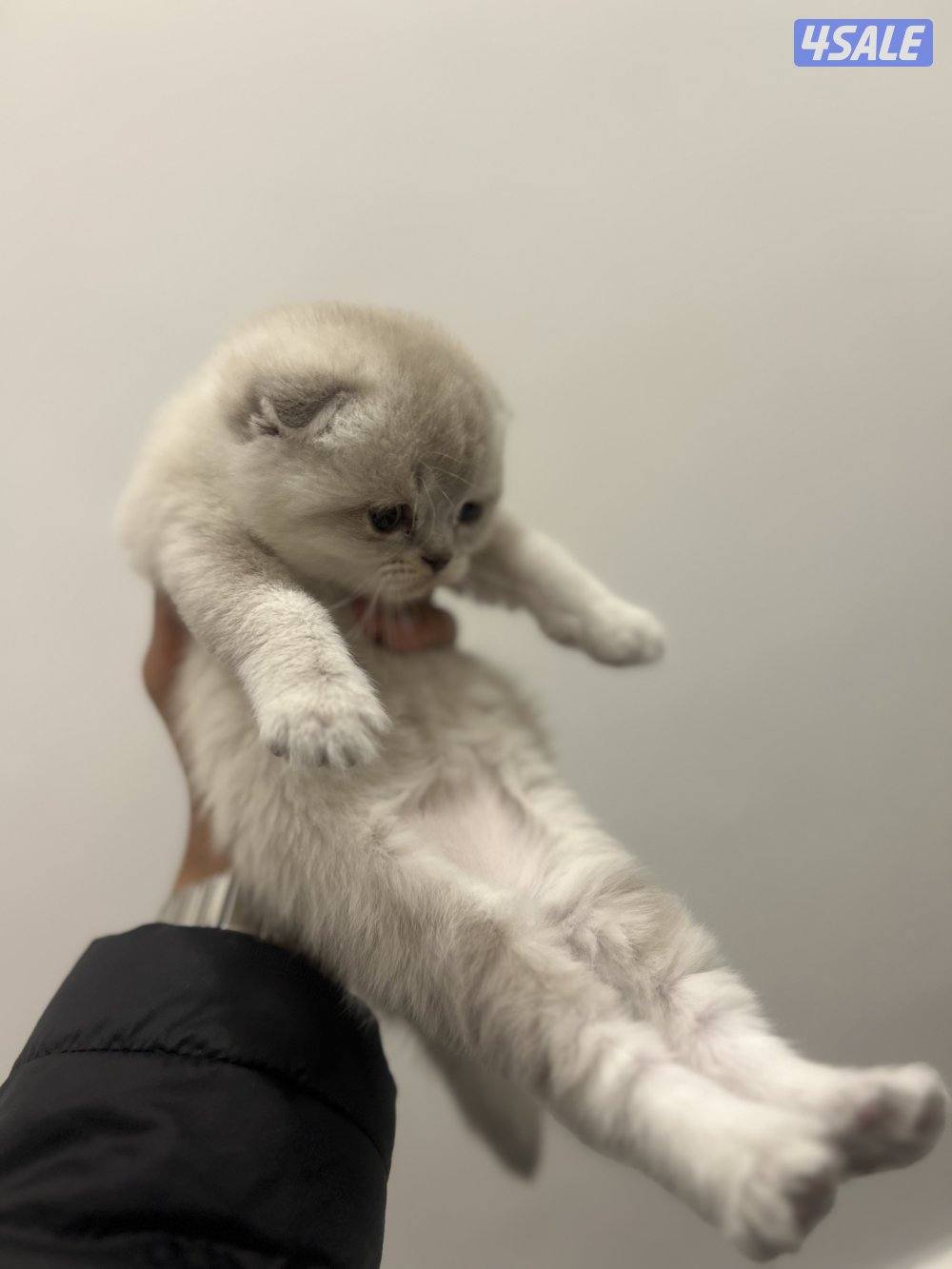 للبيع كتنز سكوتش فولد9