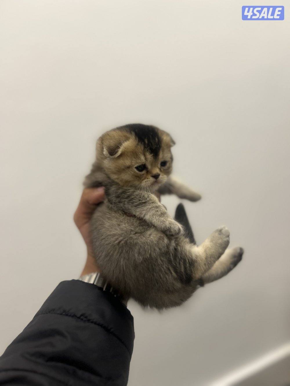 للبيع كتنز سكوتش فولد10