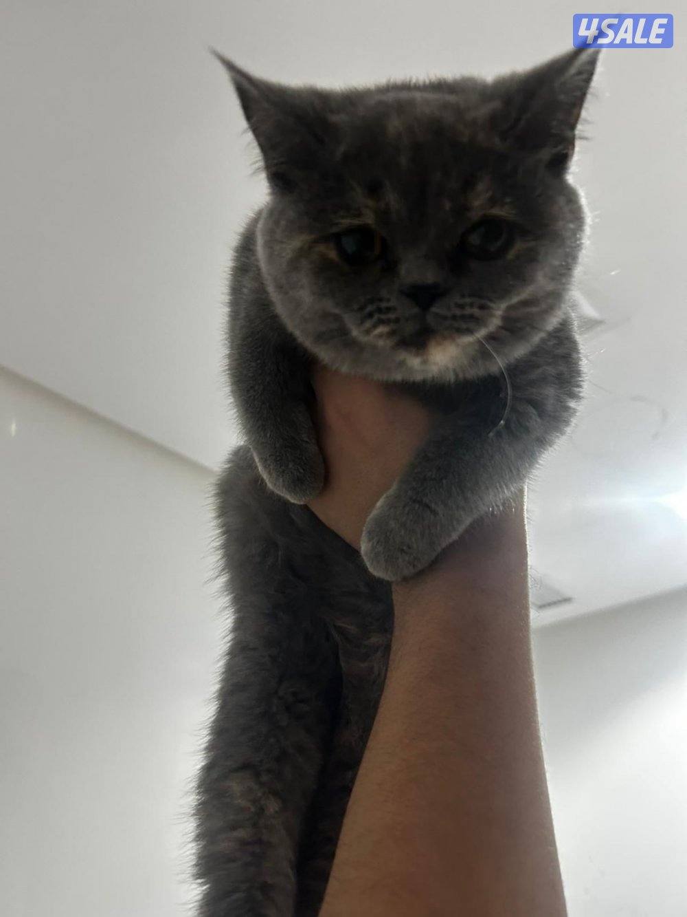 قطط للبيع3