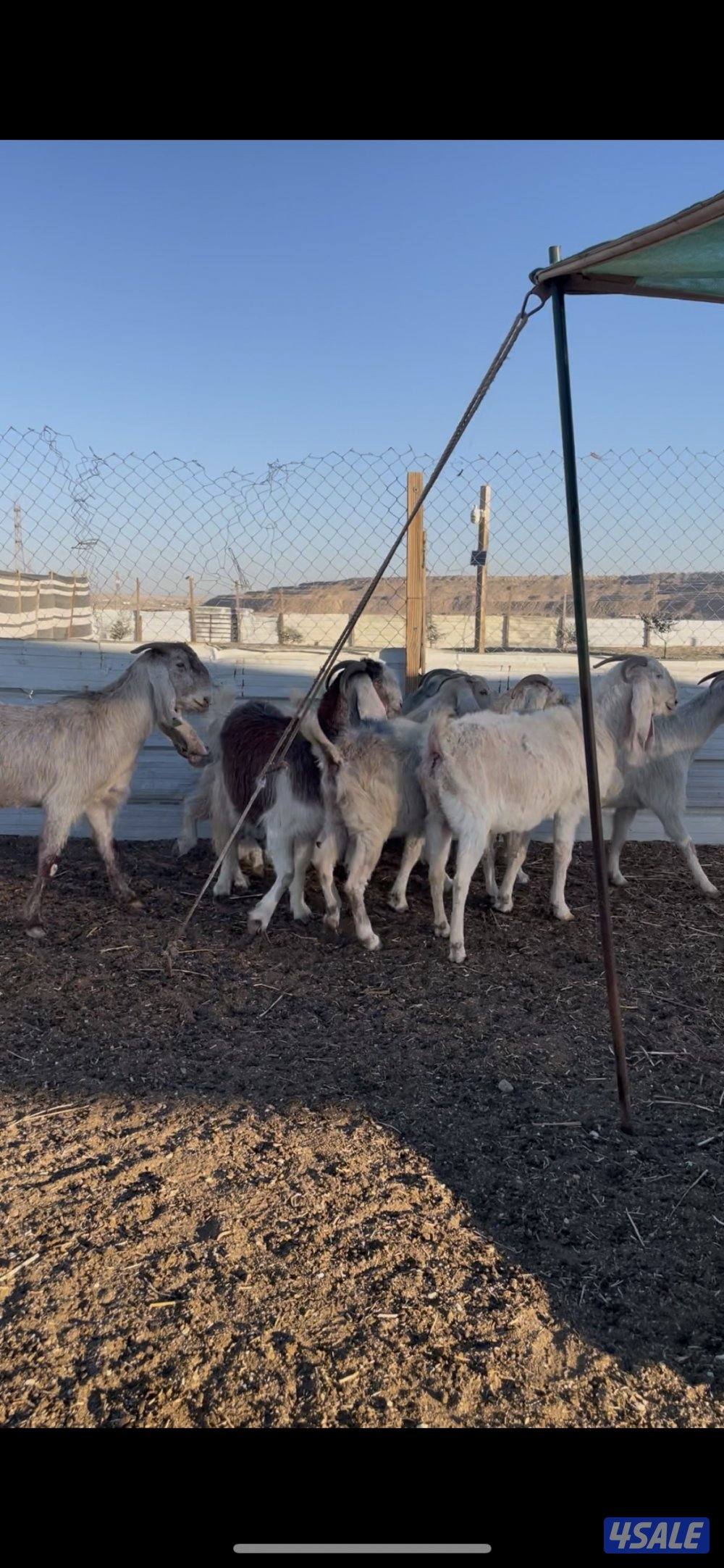 للبيع معزاالعدد٨ روس٥ شرط سونار0